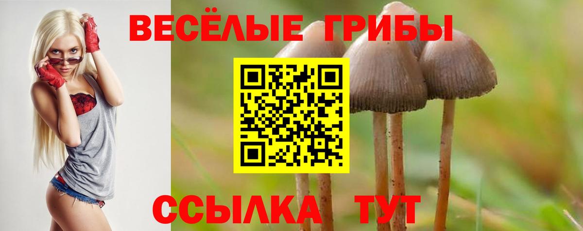 Урус-Мартан  хочу наркоту  Вход с VPN  Галлюциногенные грибы Psilocybine cubensis 